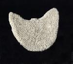 Diploctenium subcirulare MILNE-EDWARDS & HAIME 1848 - Bild © FossNet FossilienStore